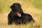 Nab�dka kryt�-Flat coated retriever s PP, Corry ze Strun