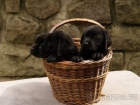 Labradorsk� retr�vr-�okol�dov� a �ern� �t�n�tka s PP