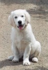 Zlat� retr�vr (Golden retriever) s PP - fenka