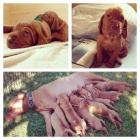 Ma�arsk� oha� s PP