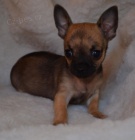 �ivava kr�tkosrst� , dlouhosrst� 