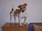 Jack Russell Teri�r ke kryt�