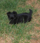 �ivava dlouhosrst� bez PP