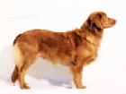 �t��ata Nova Skotia Duck Tolling Retriever