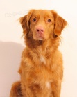 �t��ata Nova Skotia Duck Tolling Retriever