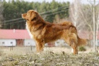 �t��ata Nova Skotia Duck Tolling Retriever