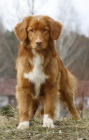 �t��ata Nova Skotia Duck Tolling Retriever