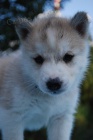Siberian husky - �teniatka s pp