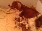 Prod�m �t��ata Welshspringerspaniela