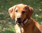 Rhodesk� ridgeback s PP