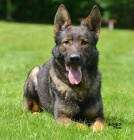 Nab�z�m ke kryt� syna MISTRa SV�TA 2012