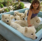 SAMOJED kvalitn� �teniatka