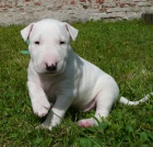 Bulteri�r �t��ata s pp po testovan�ch rodi��ch