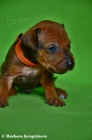Rhod�sk� Ridgeback - posledn� pejsek a fenka