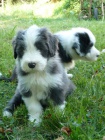 Bearded Collie / k�lie - kr�sn� kluci s PP