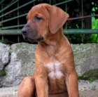 Tosa inu fene�ka s PP