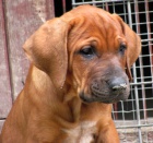 Tosa inu fene�ka s PP