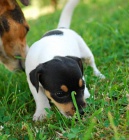 Jack Russel terier - prod�m �t�nata JRT