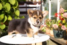 Welsh corgi pembroke - �t�n� - pes s PP