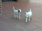 Parson (Jack) Russell Terrier s PP - �teniatko