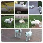 Parson (Jack) Russell Terrier s PP - �teniatko