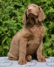 Chesapeake bay retriver s PP(okoldov fenky)