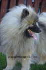 keeshond - vl pic