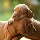 Ma�arsk� oha� - Vizsla