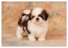 Shih Tzu �t���tka ( shi-tzu, si-cu, si-tzu )