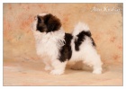 Shih Tzu �t���tka ( shi-tzu, si-cu, si-tzu )