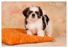 Shih Tzu �t���tka ( shi-tzu, si-cu, si-tzu )