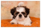 Shih Tzu �t���tka ( shi-tzu, si-cu, si-tzu )