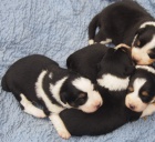 Prod�m trikolorn� �t���tka border kolie s PP