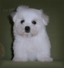 Malt�z��ek s pp