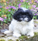 kr�sn� �t�n�tka shih tzu