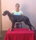 �teniatka �rskeho vlkodava na predaj