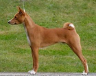 Basenji �t�n�
