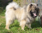 vl�� �pic keeshond