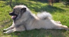 vl�� �pic keeshond
