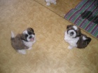 Prod�m Shih tzu