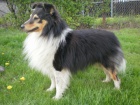SHELTIE KRYT�