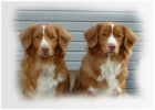Koup�m FENU Nova Scotia duck tolling retriever