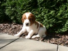 Welsh Springer Spaniel � �t��ata s PP