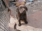 Labradorsk� retriever s PP- �okol�dov�