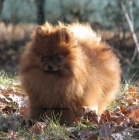 n�meck� �pic trpasli�� pomeranian