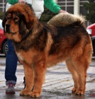 Tibetsk� doga - nab�z�me �t��ata s PP