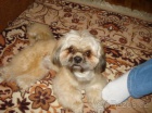 Shih-tzu - nab�dka kryt�