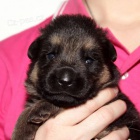 N�meck� ov��k s pr�kazem p�vodu