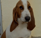 �t�n� - fenka �V�CARSK� HONI�