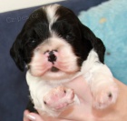 americk� kokr�pan�l